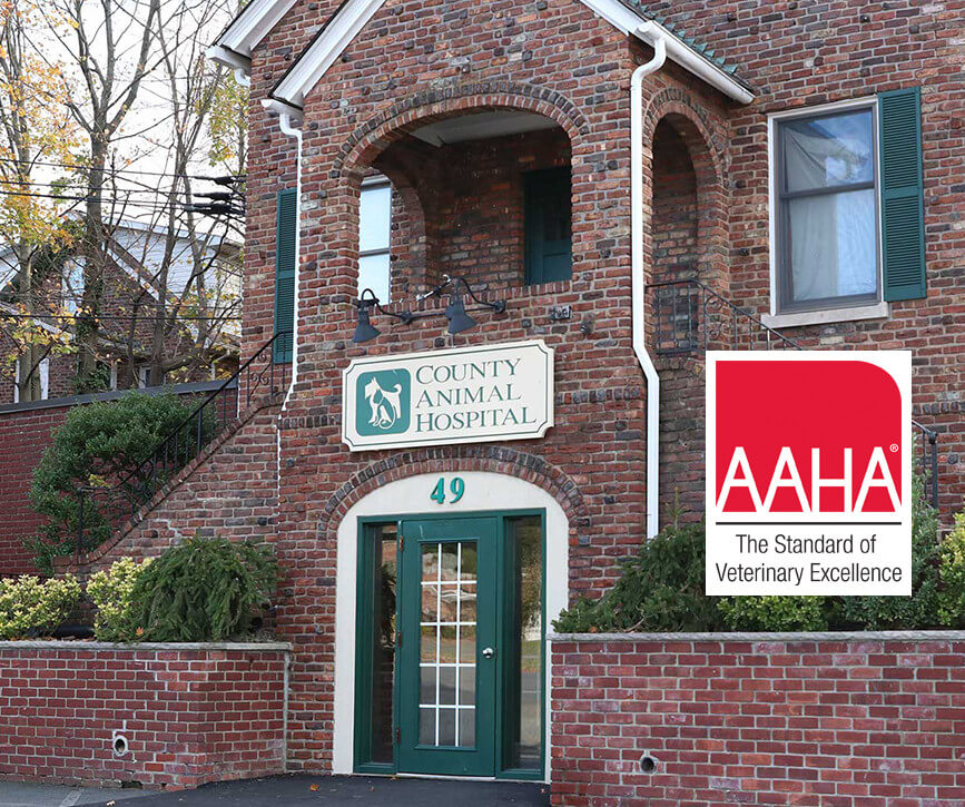 celebrating aaha for 50 years in NYC!
