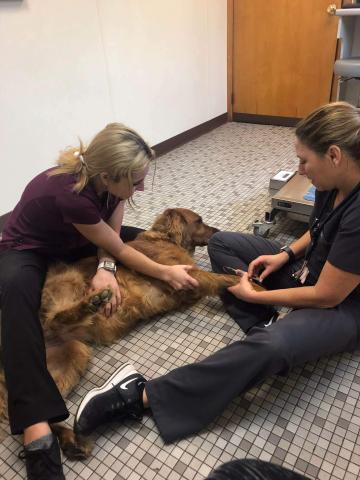 lucy_golden_ret_having_blood_drawn