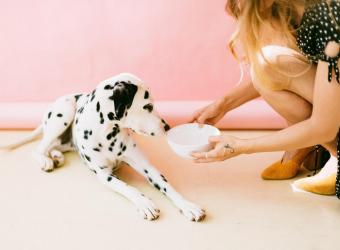 Dog Food Myth Buster