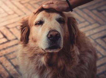 Pets and Aging