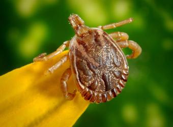 Tick Talk