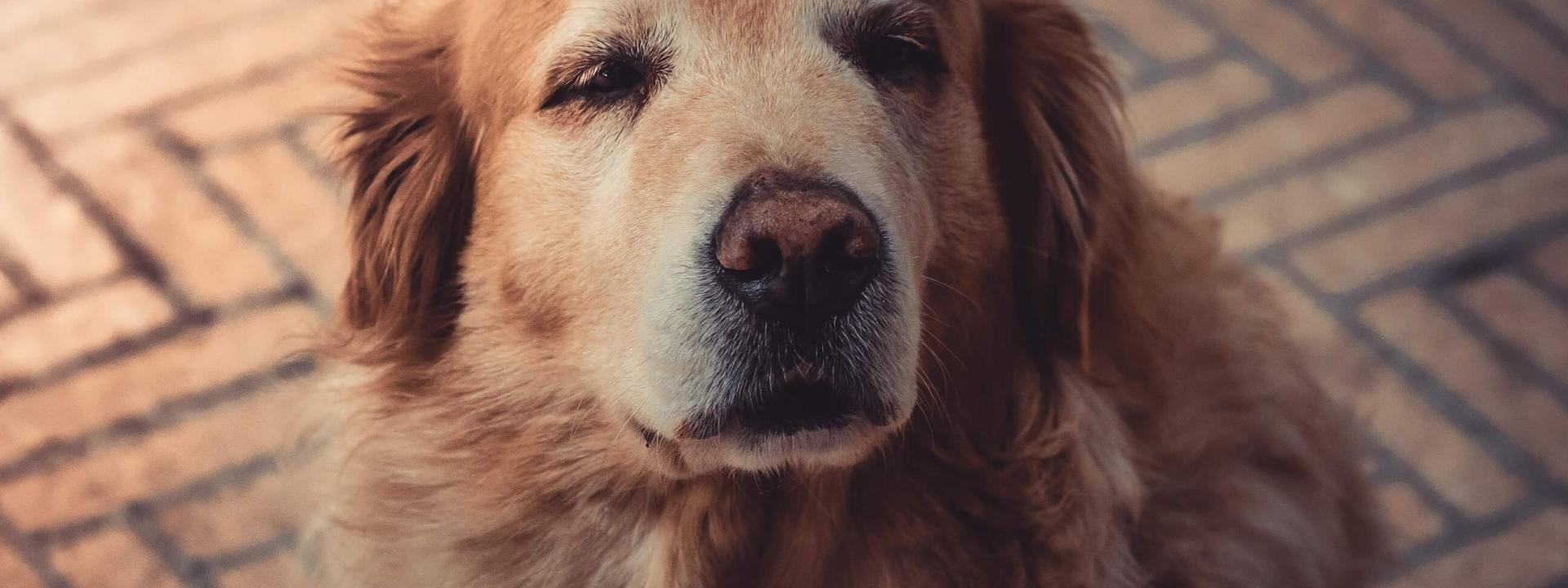 olddog